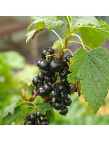 EIE RIBES NERO 60 ML GOCCE