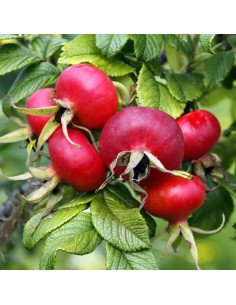 EIE ROSA CANINA GOCCE 30 ML