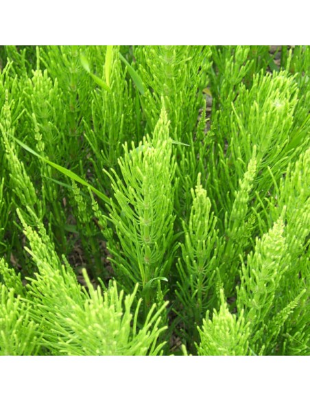EIE ELICRISO GOCCE 30 ML
