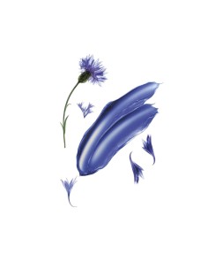 KLORANE SHAMPOO CENTAUREA 400 ML 2