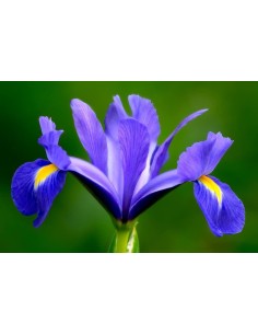 IRIS PROFUMO 100 ML 2