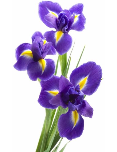 IRIS PROFUMO 100 ML